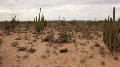 Low-flight-over-the-desert-with-choya