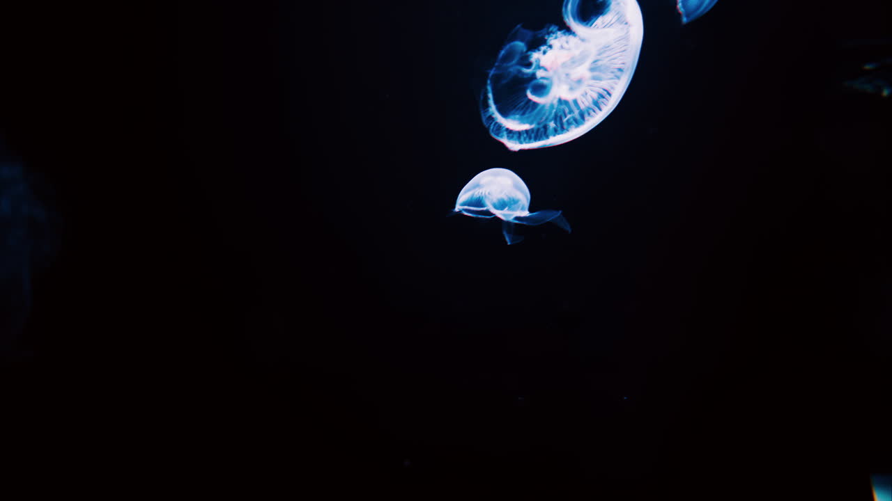 Close up of Moon jelly swimming in the pitch black water