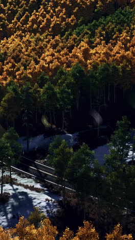 aerial view of a road through an autumn forest