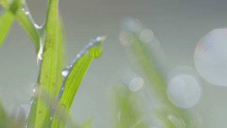 gentle morning dew rests upon tender grass, a sign of the earth's waking life, with sunlight lending a gentle warmth and the promise of a new day