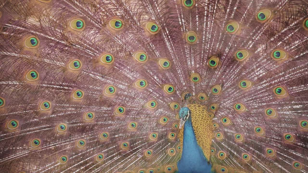 Close Up Of Peacock Displaying Its Beautiful Feathers Called Train