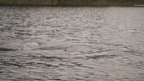 amazon river dolphin swimming in the river in colombia - slow motion