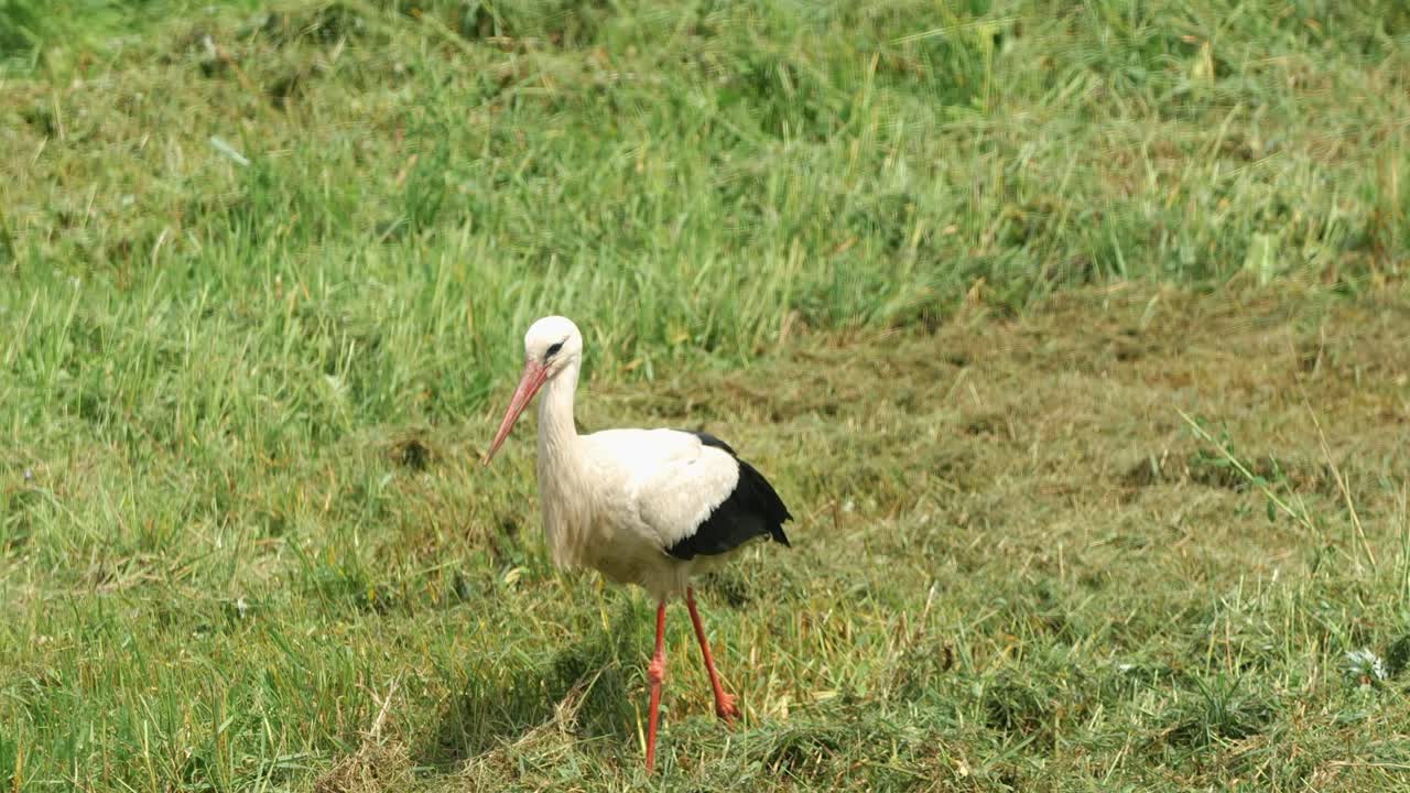 White stork with red legs foraging in green meadow, searching for food in the grass on a sunny day