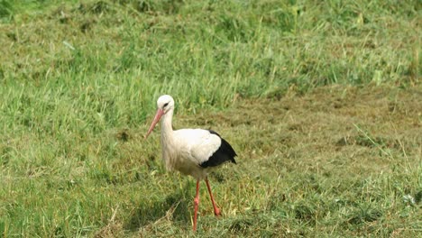 white stork with red legs foraging in green meadow, searching for food in the grass on a sunny day