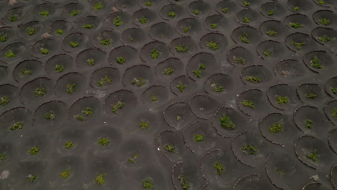 Cultivation of vineyards in volcanic terrain. Aerial view. Agriculture in volcanic terrain. Volcanic earth funnels and plants inside. Lanzarote. Canary Islands. Spain.