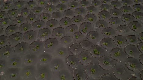 cultivation of vineyards in volcanic terrain. aerial view. agriculture in volcanic terrain. volcanic earth funnels and plants inside. lanzarote. canary islands. spain.