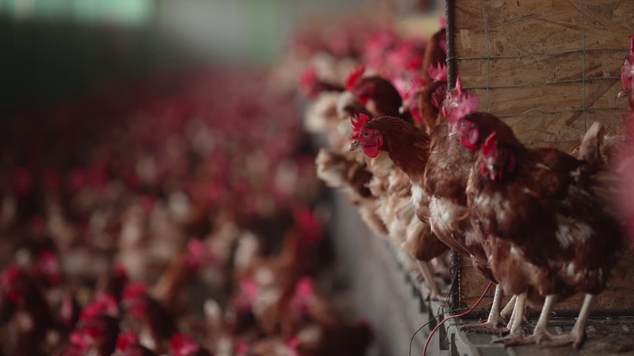 Close Up View Of Chickens Standing On Edge Of Shelf At Poultry Farm