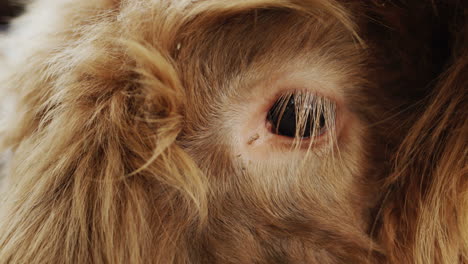 The-chicken-plan-of-the-bull,-the-eye-as-on-the-brown-fluffy-mat-looks-into-the-camera