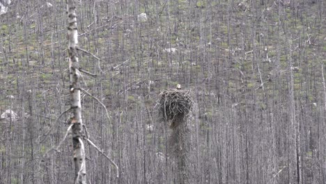 Águila-Calva-Sentada-Dentro-De-Un-Nido-Muy-Por-Encima-Del-Lago-Medicine-En-Jasper,-Alberta,-Canadá