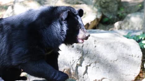 bear exploring rocky habitat in chonburi, thailand