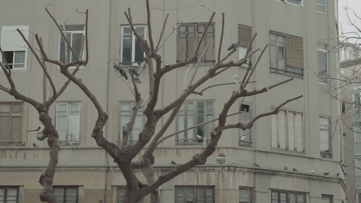 Árvore sem folhas com pombos perto do prédio de apartamentos