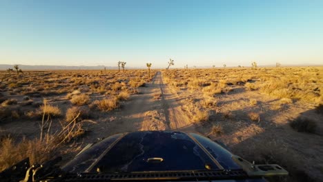 conduciendo a través de un bosque de árboles de joshua en el desierto de mojave con el capó del vehículo acribillado por el sol visible