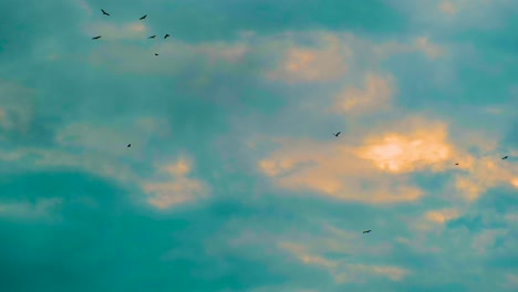 flock of birds hovering above blue sky at sunrise