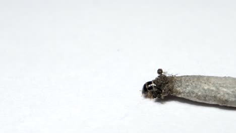 household casebearer case bearer crawling on wall insect found in house hold dust extreme close up