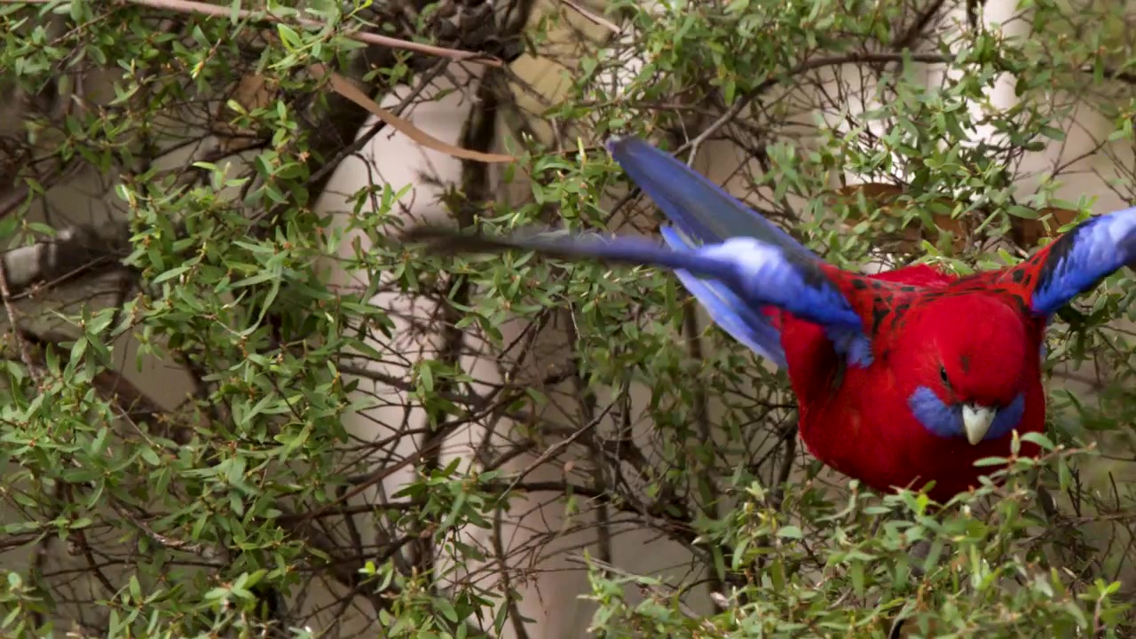 A crimson rosella parrot perches and forages within dense green leaves in Blue Mountains, Australia.