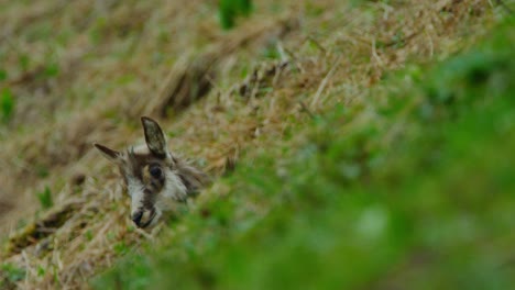 Bei-Einer-Jungen-Gämse-Ragt-Nur-Noch-Der-Kopf-Aus-Dem-Gras