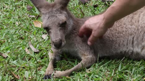 human hands petting and caring for a kangaroo