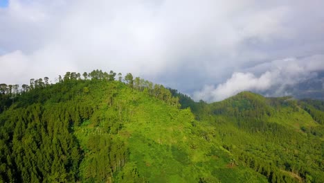 reveal drone shot of forest on hill in cloudy weather