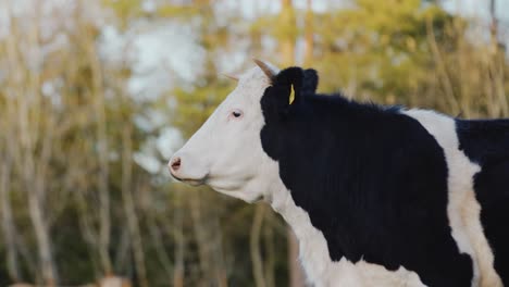 cow looking around. closeup profile