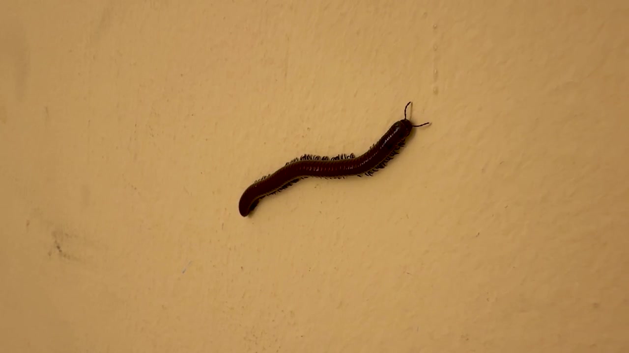 Um milípede marrom-escuro rasteja lentamente por uma parede de gesso amarela, seu corpo segmentado curvando-se enquanto fileiras de pequenas pernas se movem sob ele e as antenas sondam a superfície.