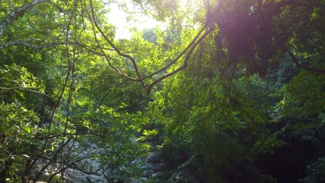 Magnificent-sunlight-in-a-closed-vegetation-area-in-Minca,-Colombia