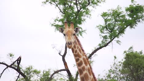 close up on giraffe's head in the wild