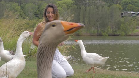 Girl-Kneeling-While-Feeding-The-Group-Of-Geese-With-Bread---Gaggle-Of-Domestic-Geese-Near-The-Calm-Lake---Gold-Coast,-QLD,-Australia