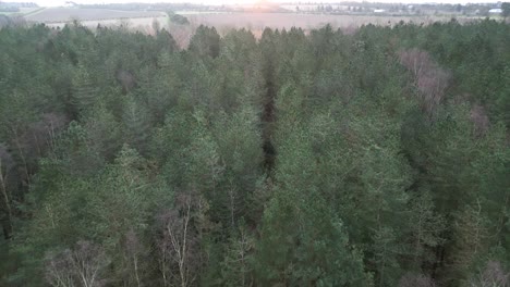 deciduous trees in the wild forest camp in thetford, norfolk, uk