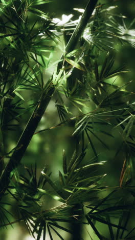 close up of green bamboo leaves