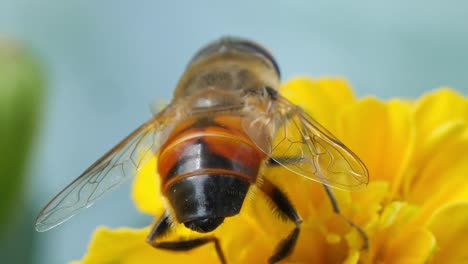 Primer-Plano-De-La-Abeja-Melífera