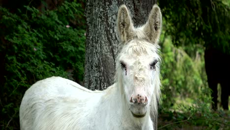 donkey, esel, white, ruminant, dog-ear, looking for, 4k