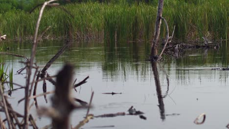 revealing shot a big crocodile swimming in the mangrove in la ventanilla, oaxaca