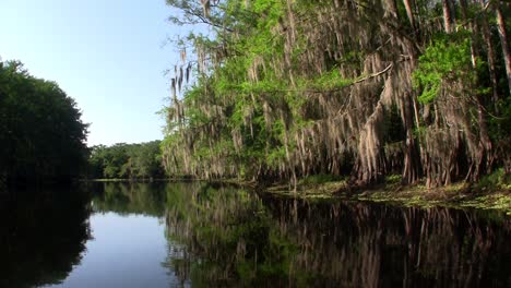 Pov-Desde-Un-Barco-A-Través-De-Los-Everglades-De-Florida-1