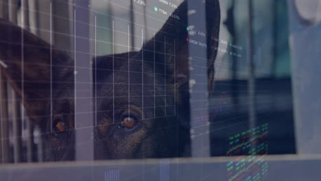 animating stock market data over close-up of dog's face, financial concept
