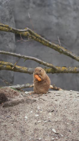 Un-Perrito-De-Las-Praderas-Disfruta-De-Una-Zanahoria-En-Un-Entorno-Zoológico,-Lo-Que-Resalta-Su-Comportamiento-Natural.