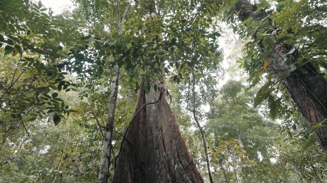 Tilt-Up Of Old Giant Tree To Jungle Foliage Canopy On Summer