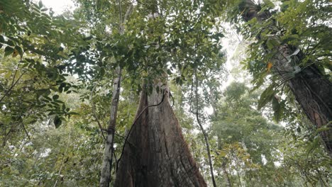 inclinación hacia arriba del viejo árbol gigante al dosel del follaje de la jungla en verano