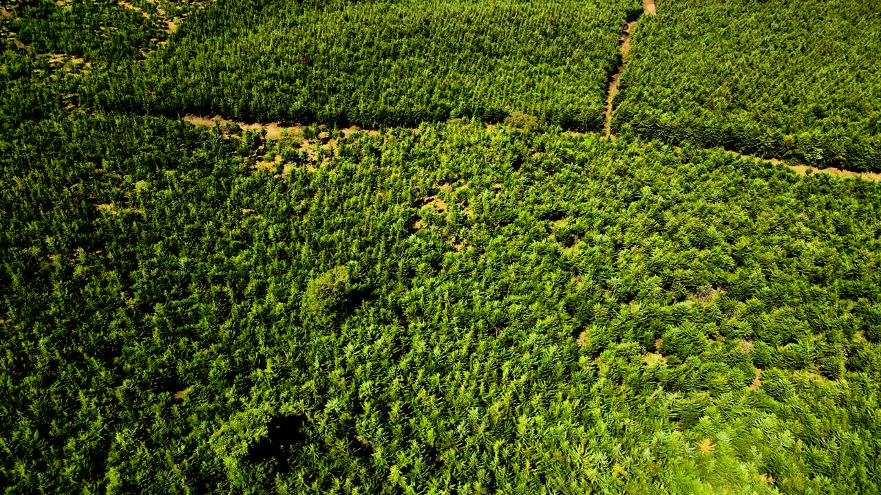 Drone view- Africa Forest- Africa bush fire