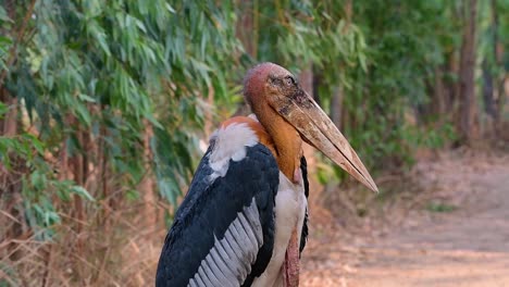 Un-Gran-Pájaro-De-La-Familia-De-Las-Cigüeñas-Común-En-El-Sur-De-Asia-Y-Ahora-En-Peligro-De-Extinción-Debido-A-La-Pérdida-De-Hábitat