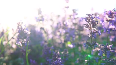 Slow-motion-flower-on-wind-and-very-close