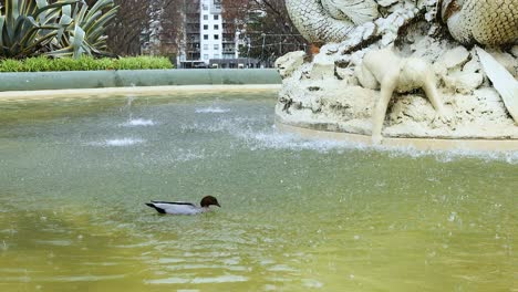 duck swimming in melbourne museum fountain pool