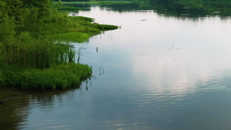 herons on tranquil nature in spadra park lake, arkansas, usa