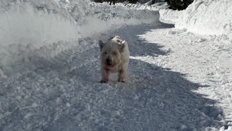 happy cute west highland white terrier running on the snow in slow motion. dog in snow. adorable dog enjoying her time on the snow