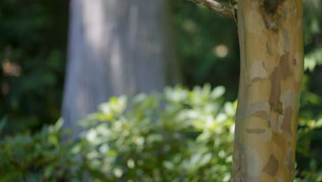 A shot of beautiful green vegetation with trees in the background