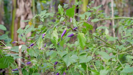 Anbau-Von-Lila-Chilischoten-Auf-Tropischer-Landschaft-Auf-Den-Philippinen