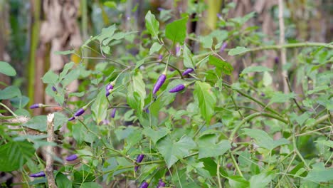 cultivo de chiles morados en la campiña tropical de filipinas