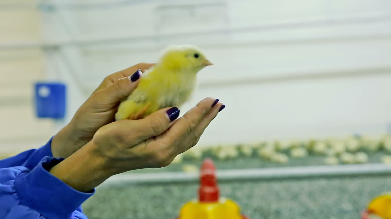 Mão segurando um pintinho recém-nascido. Mão segurando um pintinho recém-eclodido em uma granja de galinhas.