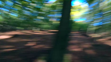 abstract nature video effects, forest, rotation, creative effects, motion, action, 4k