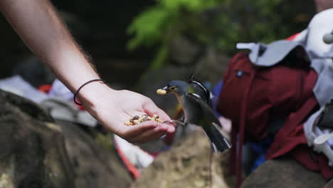 Small-tropical-bird-lands-in-outstretched-hand,-grabs-food-and-flies-off