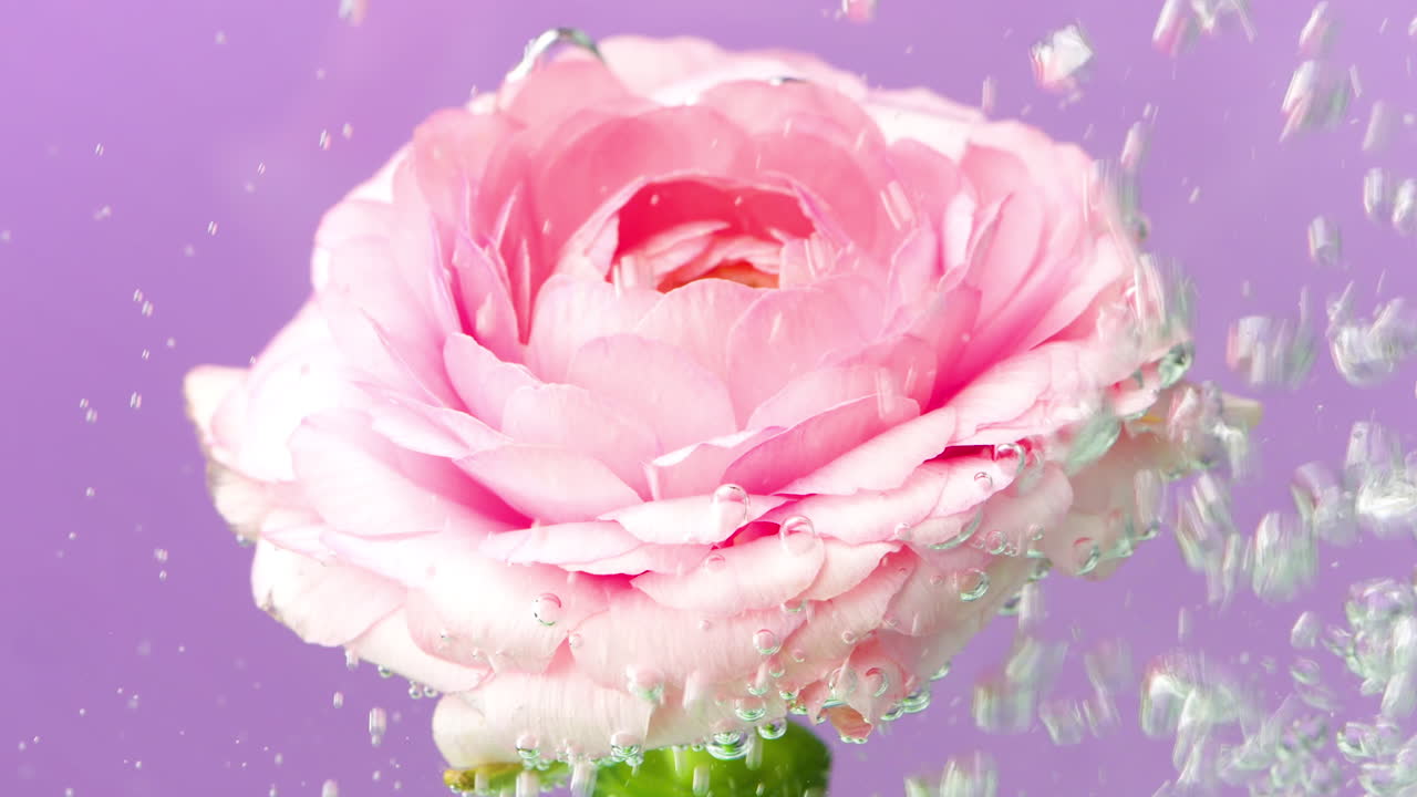 Pink Ranunculus Flower in Water with Bubbles